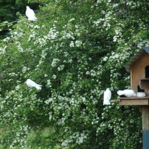 White Pigeons